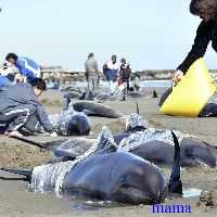 今夜関東で大地震？