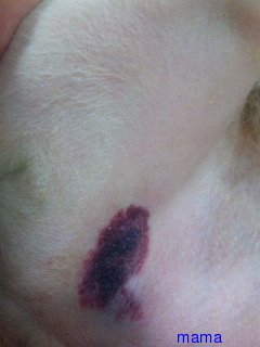 犬の皮膚の病気に詳しい方(写あり