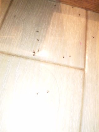 1mm位の黒い虫※嫌いな方は見ない方がｲｲｶﾓ