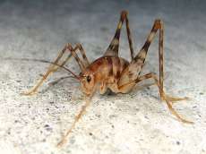 知ってた？カマドウマってゴキブリ食べるらしいよ