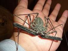 知ってた？カマドウマってゴキブリ食べるらしいよ