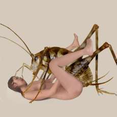 知ってた？カマドウマってゴキブリ食べるらしいよ