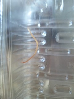 (グロ画アリ)これなんですか？(;_;)