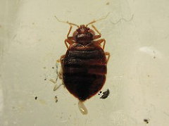 【南京虫】招かれざる客【トコジラミ】
