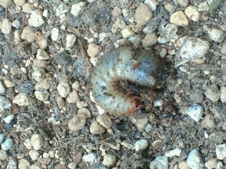 ｶﾌﾞﾄﾑｼの幼虫に似てる他の虫