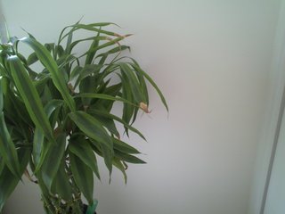 セリア、100均の観葉植物育ててる方☆