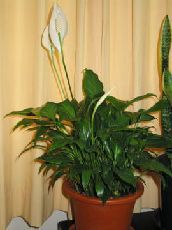 セリア、100均の観葉植物育ててる方☆