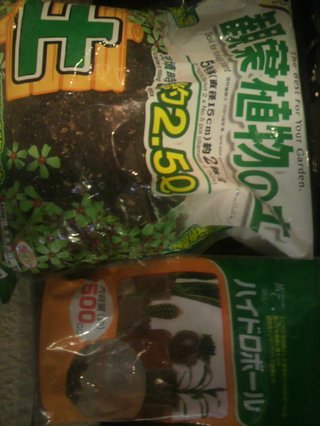 セリア、100均の観葉植物育ててる方☆