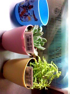 セリア、100均の観葉植物育ててる方☆