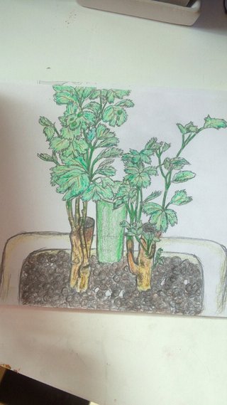 セリア、100均の観葉植物育ててる方☆