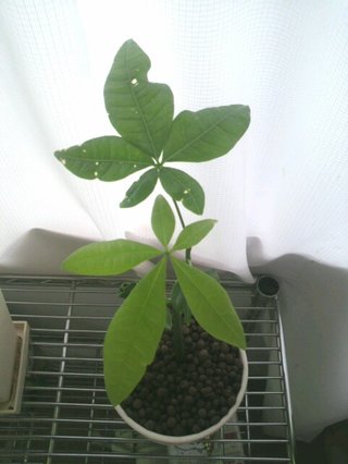 セリア、100均の観葉植物育ててる方☆