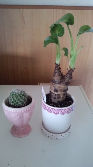 セリア、100均の観葉植物育ててる方☆