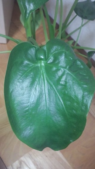 セリア、100均の観葉植物育ててる方☆