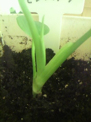 セリア、100均の観葉植物育ててる方☆