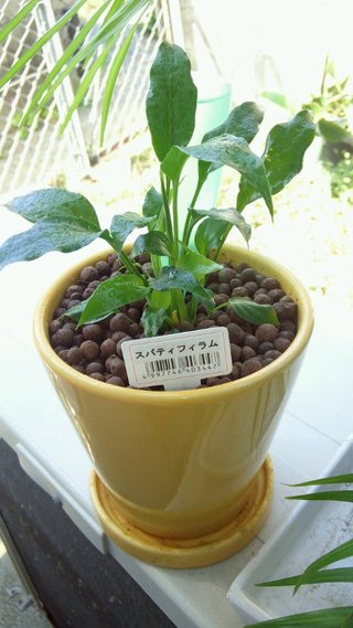 100均セリア〔パカにできないなぁ〕