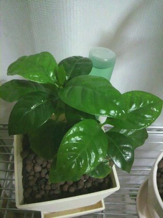 セリア、100均の観葉植物育ててる方☆