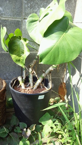 セリア、100均の観葉植物育ててる方☆