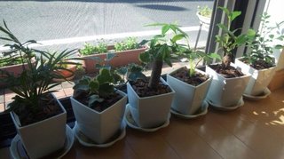 セリア、100均の観葉植物育ててる方☆