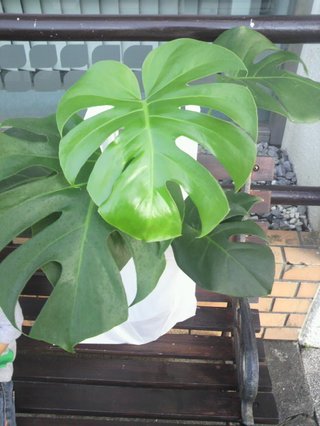 セリア、100均の観葉植物育ててる方☆