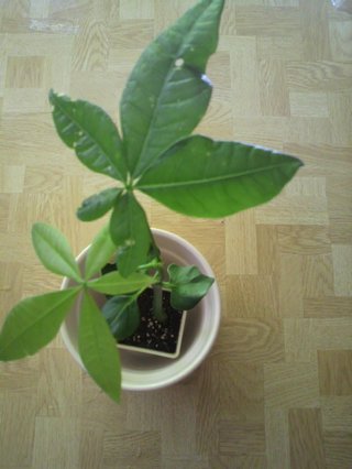 セリア、100均の観葉植物育ててる方☆