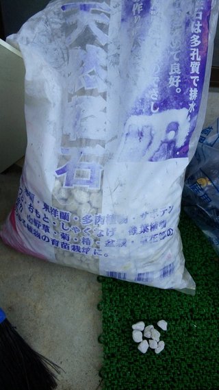 セリア、100均の観葉植物育ててる方☆