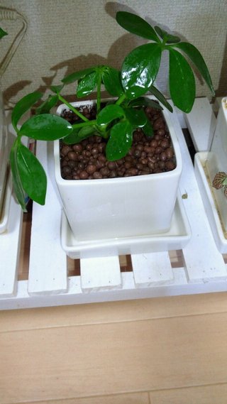 セリア、100均の観葉植物育ててる方☆