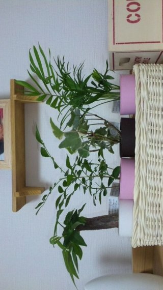 セリア、100均の観葉植物育ててる方☆