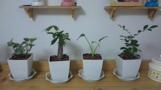 セリア、100均の観葉植物育ててる方☆