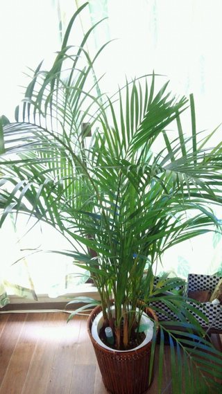 セリア、100均の観葉植物育ててる方☆