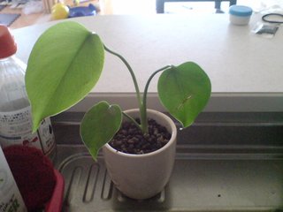 セリア、100均の観葉植物育ててる方☆