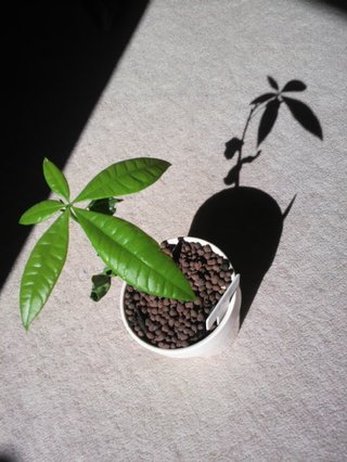 セリア、100均の観葉植物育ててる方☆