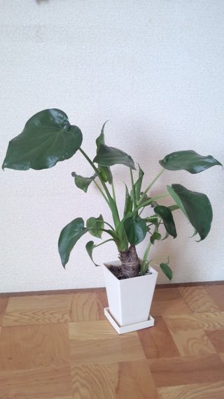 セリア、100均の観葉植物育ててる方☆