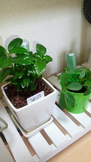 100均セリア〔パカにできないなぁ〕