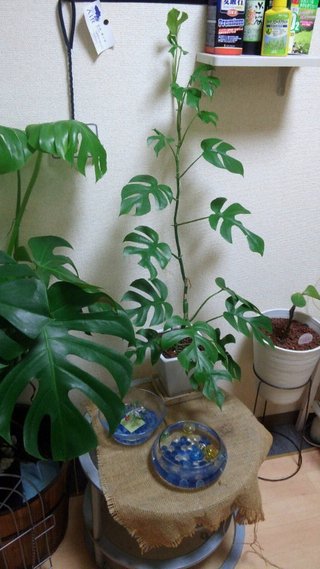 セリア、100均の観葉植物育ててる方☆