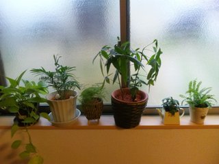 セリア、100均の観葉植物育ててる方☆