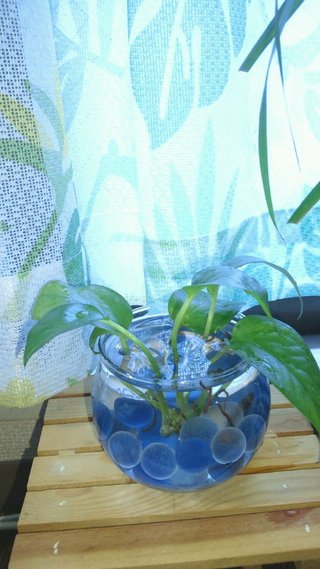 セリア、100均の観葉植物育ててる方☆