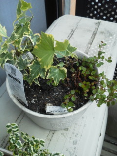 セリア、100均の観葉植物育ててる方☆