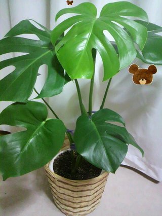 セリア、100均の観葉植物育ててる方☆