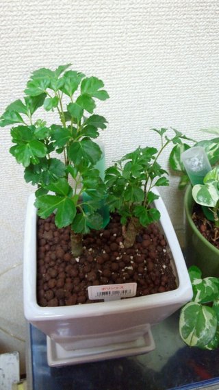 セリア、100均の観葉植物育ててる方☆