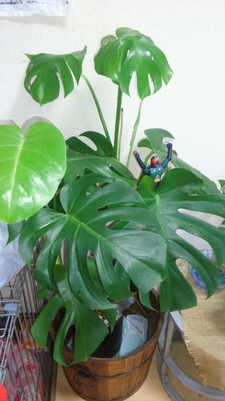 セリア、100均の観葉植物育ててる方☆