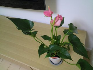 セリア、100均の観葉植物育ててる方☆