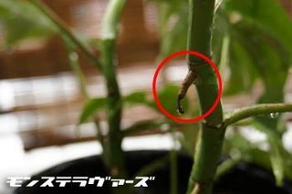セリア、100均の観葉植物育ててる方☆