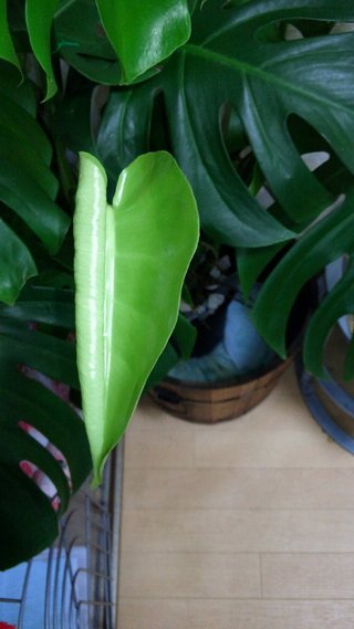 セリア、100均の観葉植物育ててる方☆