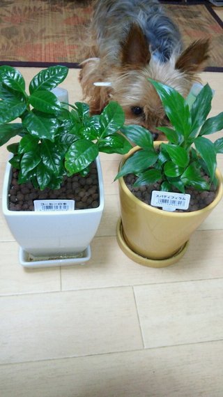 セリア、100均の観葉植物育ててる方☆