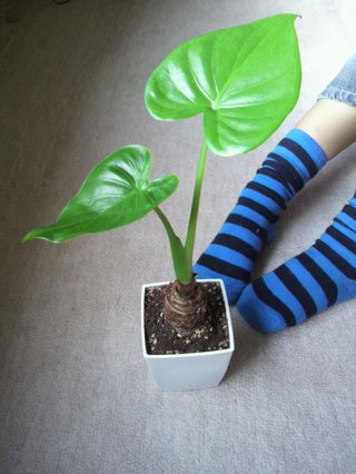 セリア、100均の観葉植物育ててる方☆