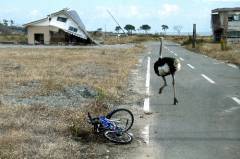 震災8ヵ月野生化したﾀﾞﾁｮｳ駆ける福島警戒区域