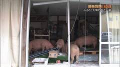 震災8ヵ月野生化したﾀﾞﾁｮｳ駆ける福島警戒区域