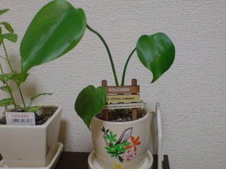 セリア、100均の観葉植物育ててる方☆