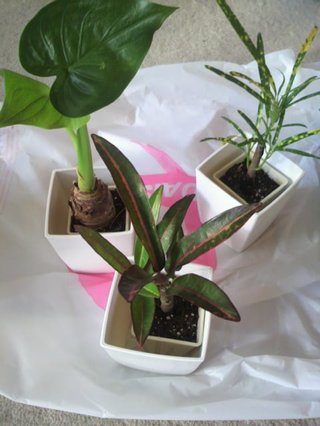 セリア、100均の観葉植物育ててる方☆