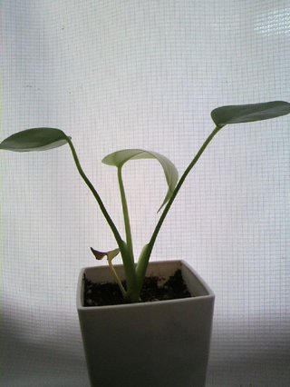 セリア、100均の観葉植物育ててる方☆